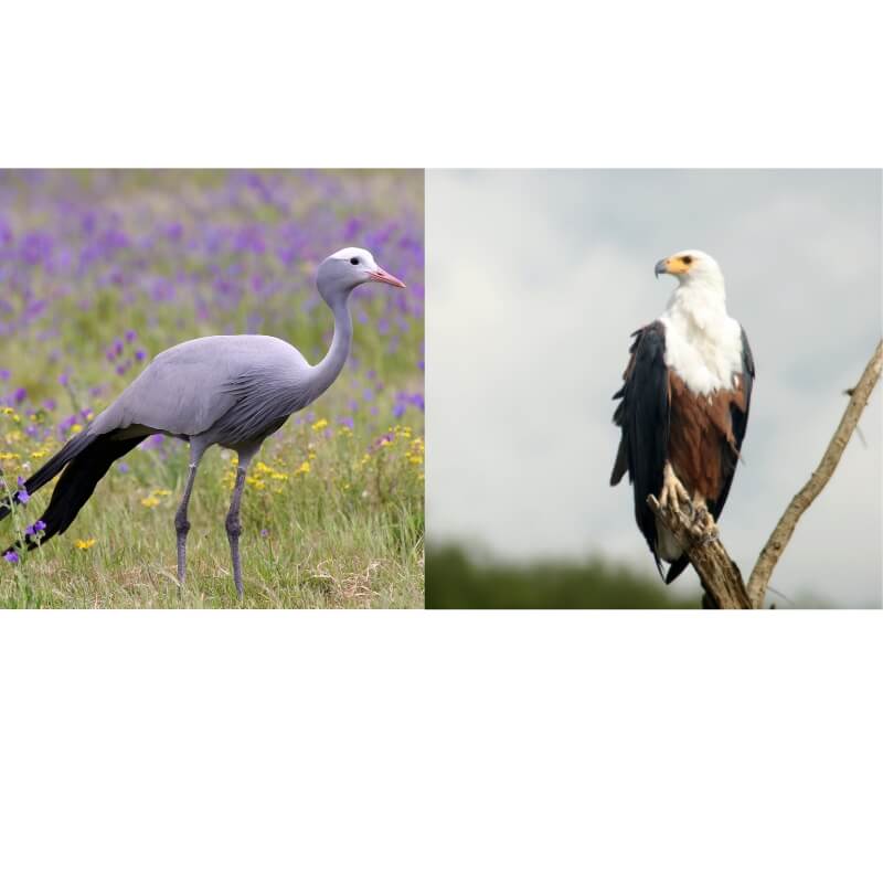 blue crane & african fish eagle