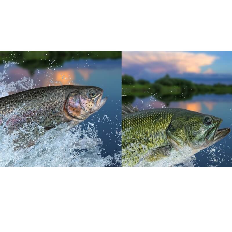 bass and rainbow trout