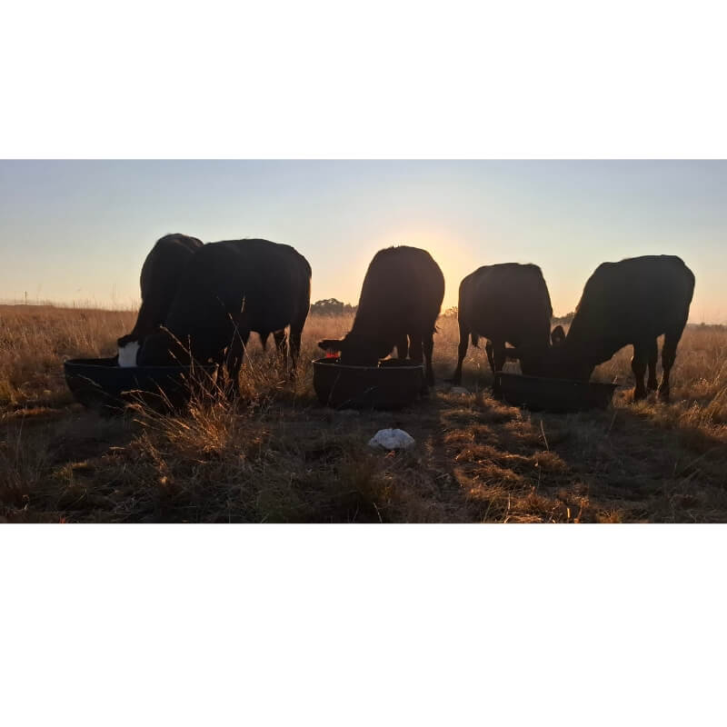 drakensberger cattle